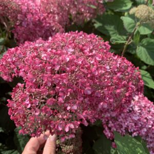 Kwekerij Saerens - Pink Annabelle