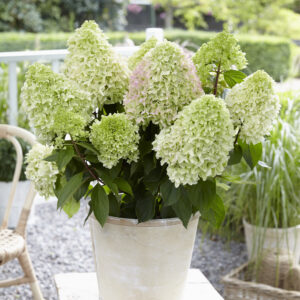 Kwekerij Saerens - Little Fresco