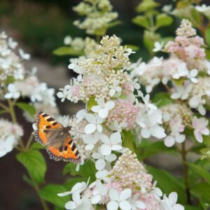Kwekerij Saerens - Confetti