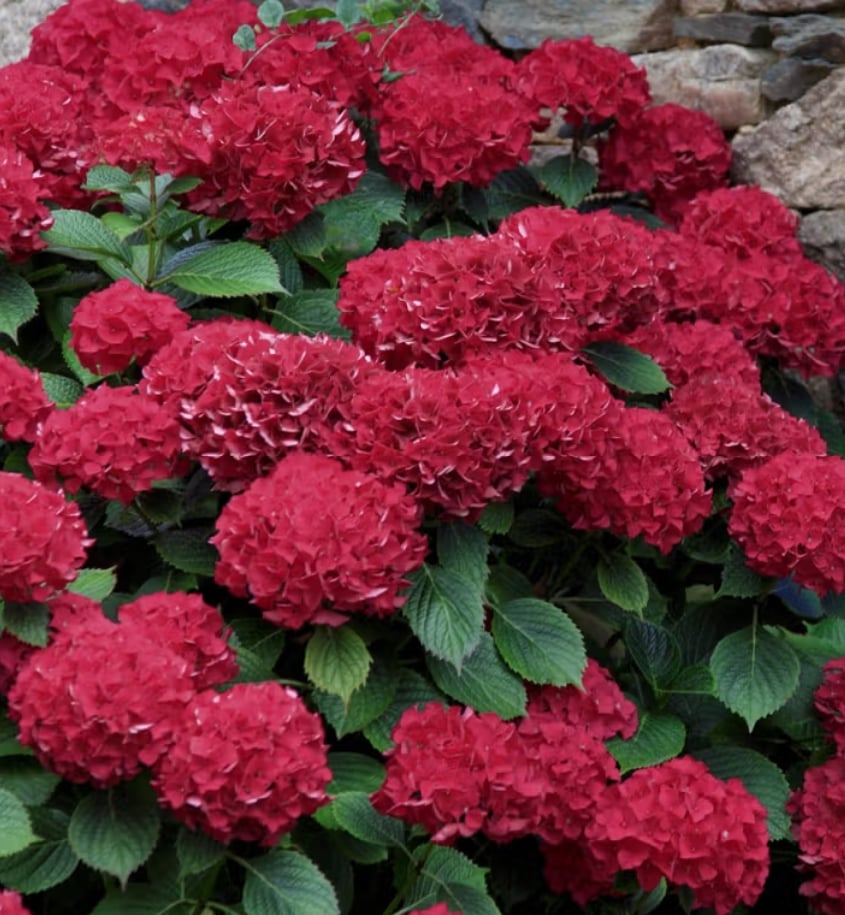 Red beauty - Afbeelding 2