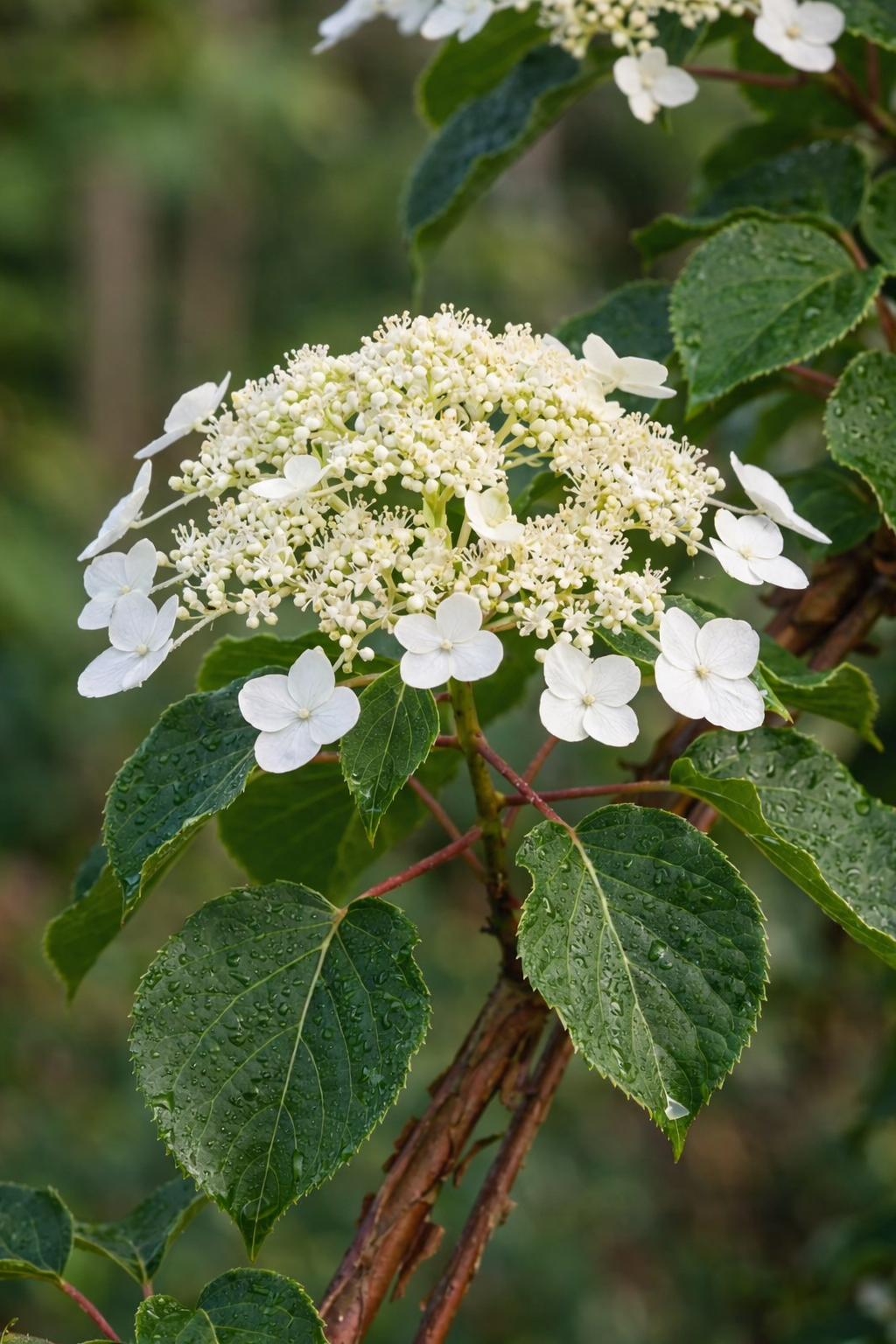 Hydrangea anomala 'Petiolaris' - Klimhortensia - Afbeelding 2
