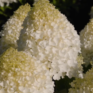 Living Sugar Rush® ('LCN11')