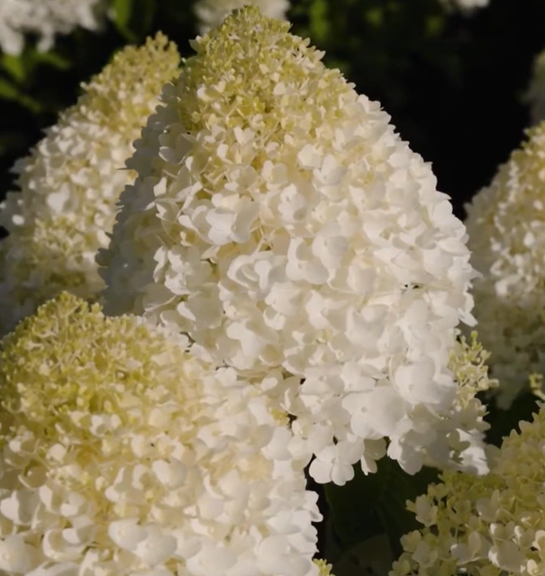 Living Sugar Rush® ('LCN11')