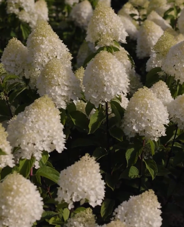 Living Sugar Rush® ('LCN11') - Afbeelding 2