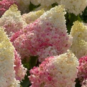 Living Pinky Promise® ('Lc No12')