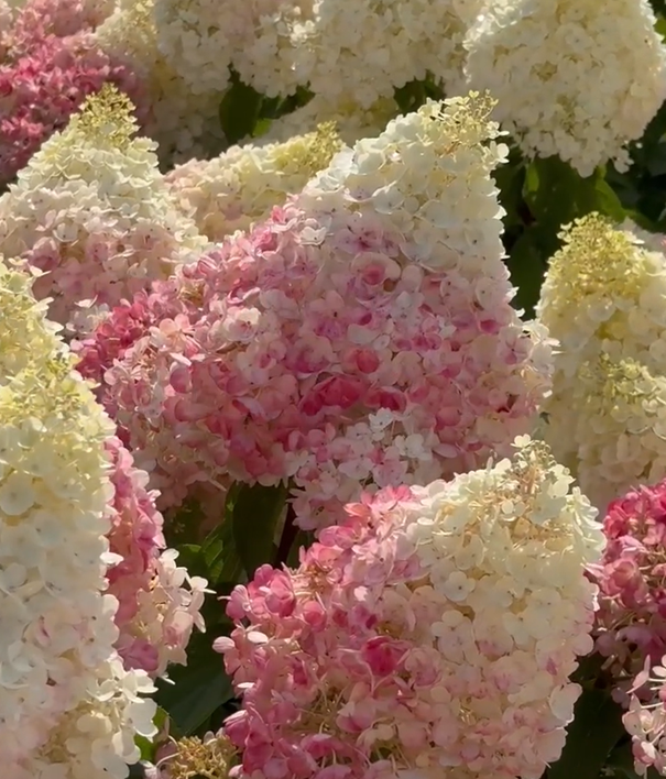 Living Pinky Promise® ('Lc No12')