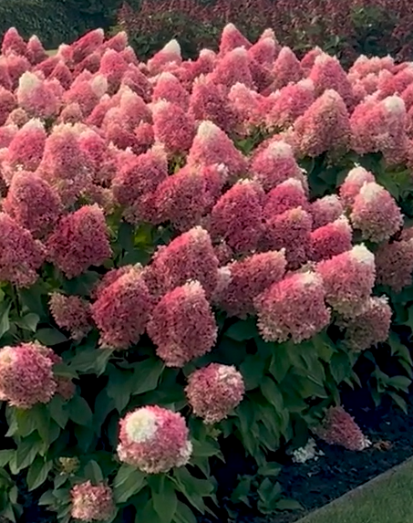 Living Pinky Promise® ('Lc No12') - Afbeelding 2