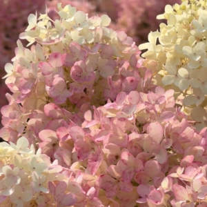 Living Milk & Honey® ('LCNO17')