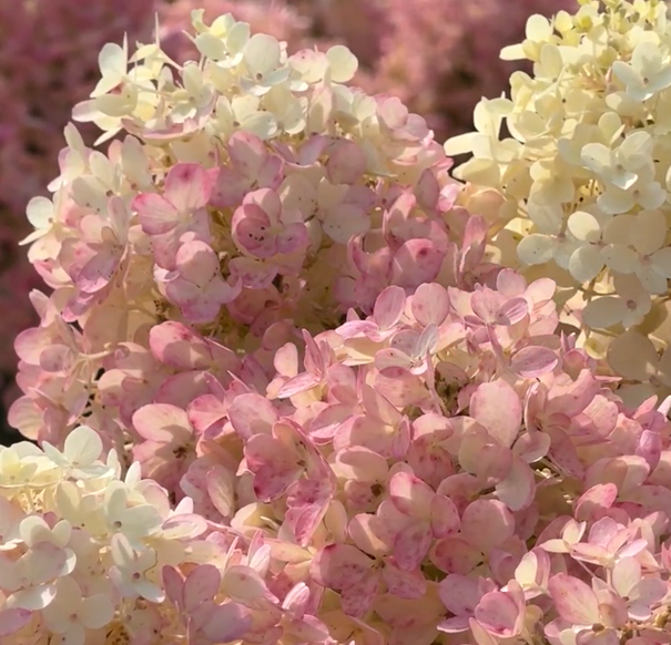 Living Milk & Honey® ('LCNO17')