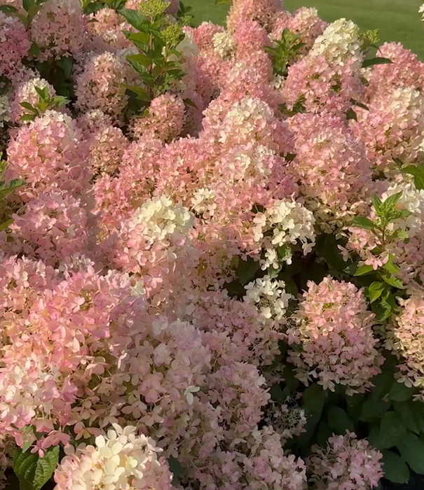 Living Milk & Honey® ('LCNO17') - Afbeelding 2