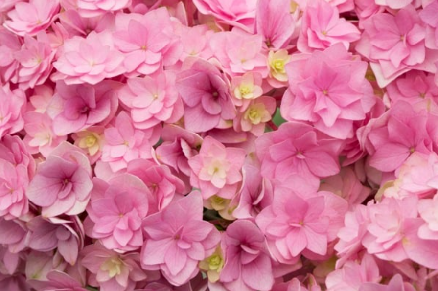 You & Me Together ('Youmefive') - Afbeelding 2