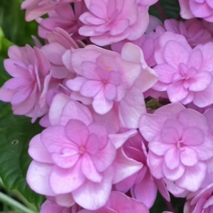 You & Me Together ('Youmefive')