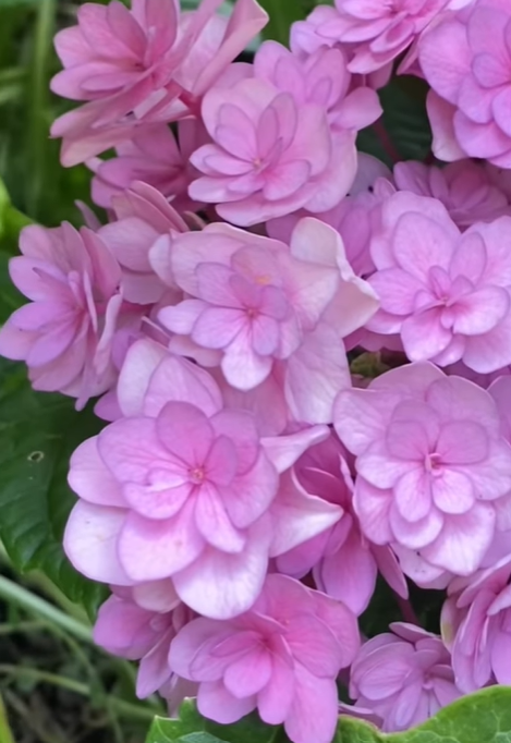 You & Me Together ('Youmefive')