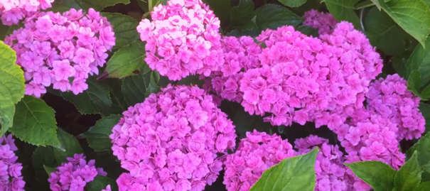 You & Me Together ('Youmefive') - Afbeelding 4