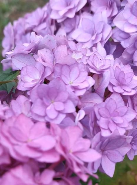 You & Me Together ('Youmefive') - Afbeelding 3