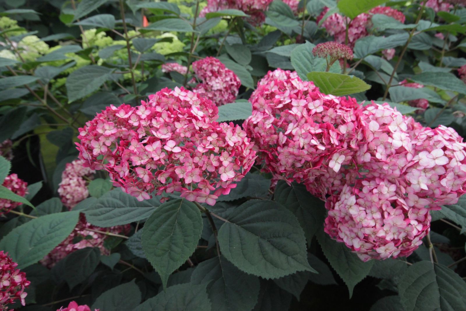 Ruby Annabelle® (‘NCHA3’) – Image 2