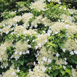 Hydrangea anomala 'Petiolaris' - Klimhortensia
