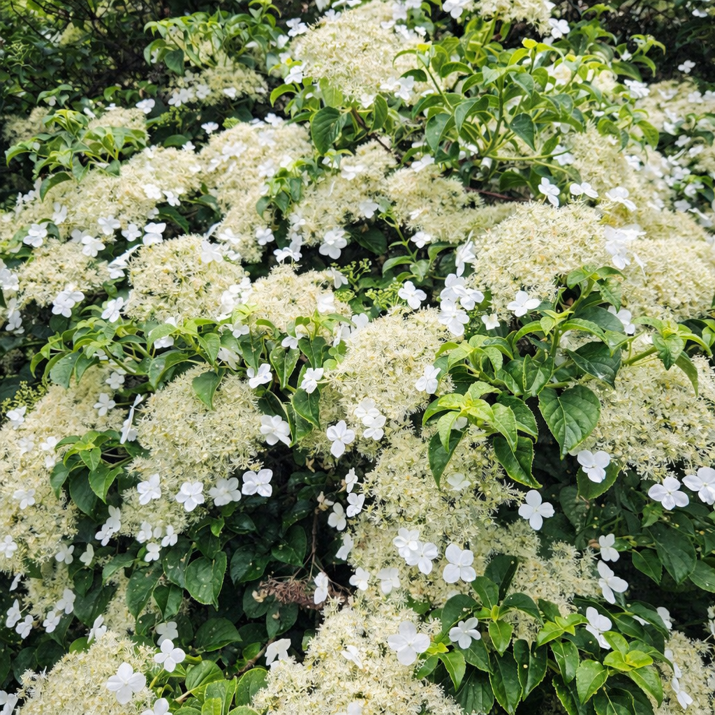 Hydrangea anomala 'Petiolaris' - Klimhortensia