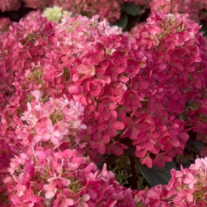 Living Little Rosy® ('LCNO16')