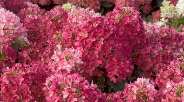 Living Little Rosy® ('LCNO16')