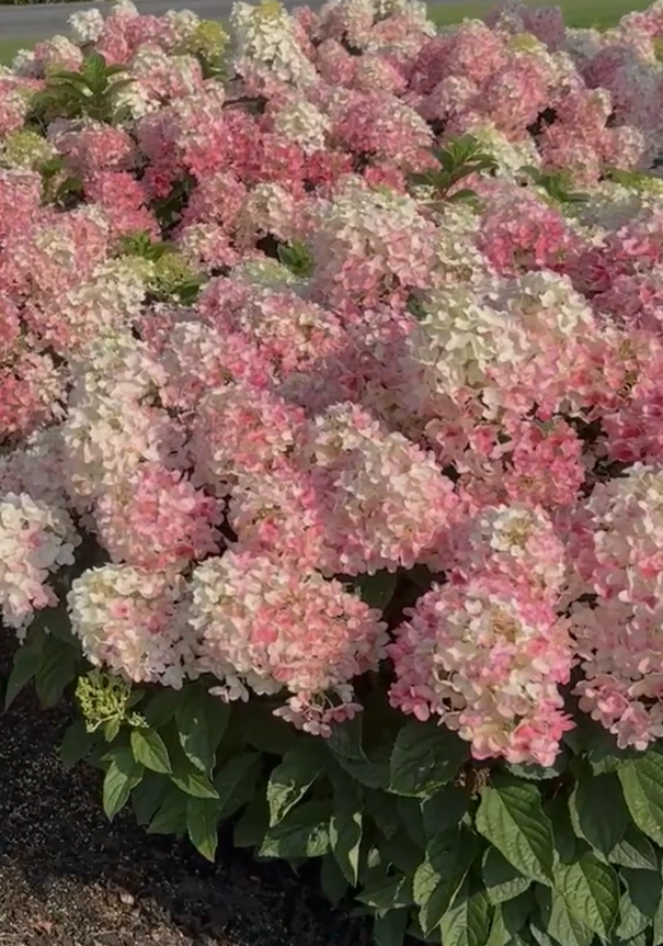 Living Little Rosy® ('LCNO16') - Afbeelding 2