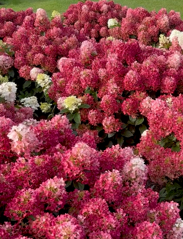 Living Little Rosy® ('LCNO16') - Afbeelding 3