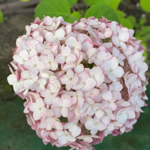 Candybelle® Marshmallow (‘GRHYAR1406’)