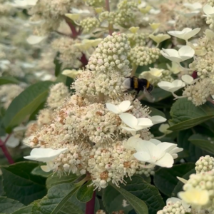 Living Infinity® ('LCNO9')