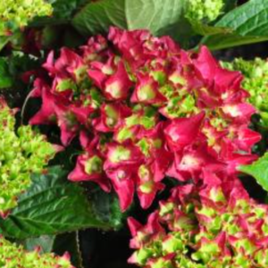 Royal Red