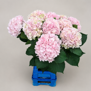 Pink verena